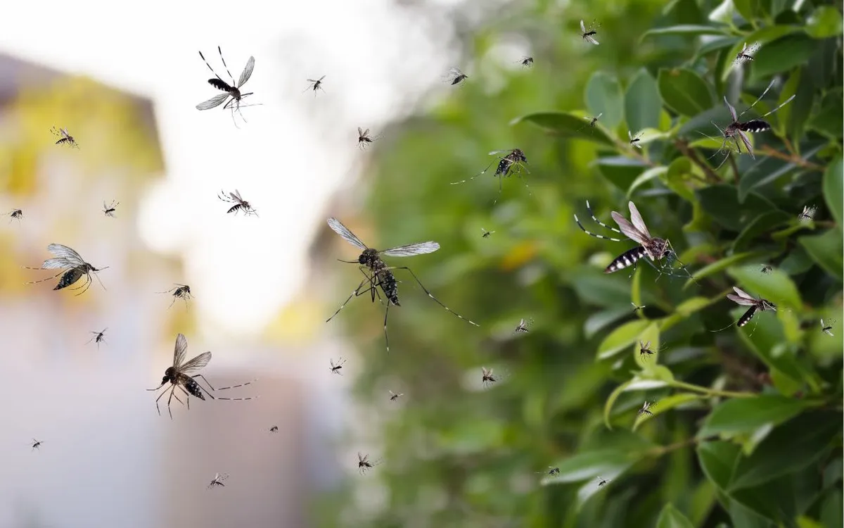Ảnh minh họa: Geanina Vlasceanus Images
