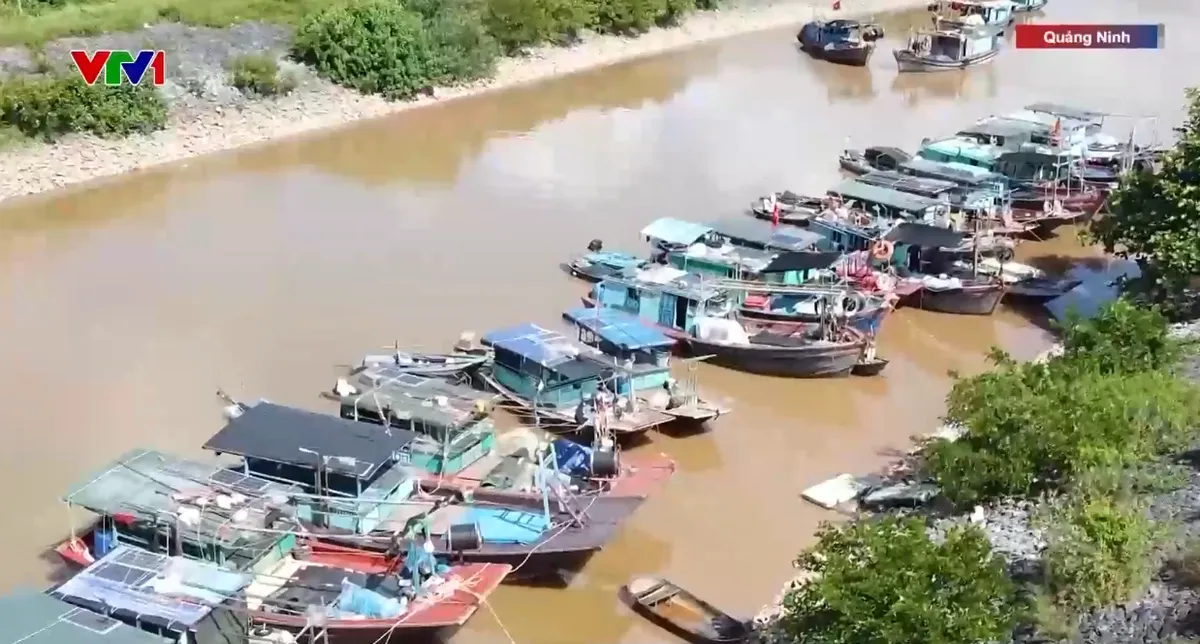 Quảng Ninh triển khai hàng loạt biện pháp, sẵn sàng ứng phó bão số 11 - Ảnh 1.