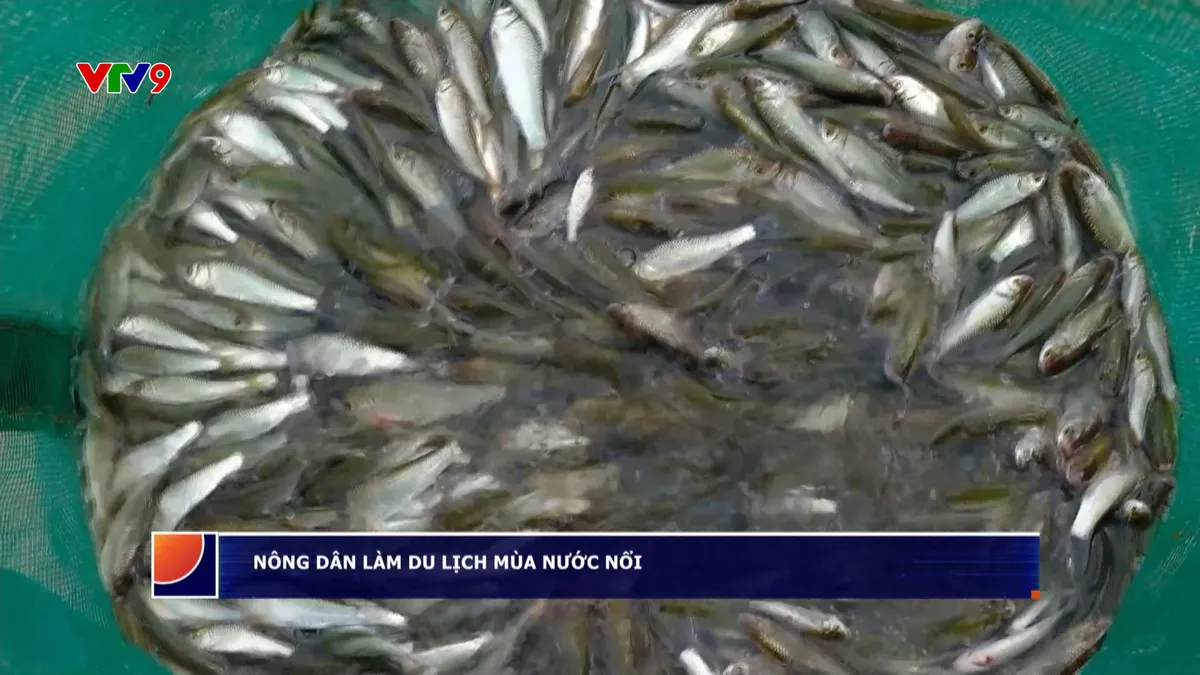 Nông dân làm du lịch mùa nước nổi