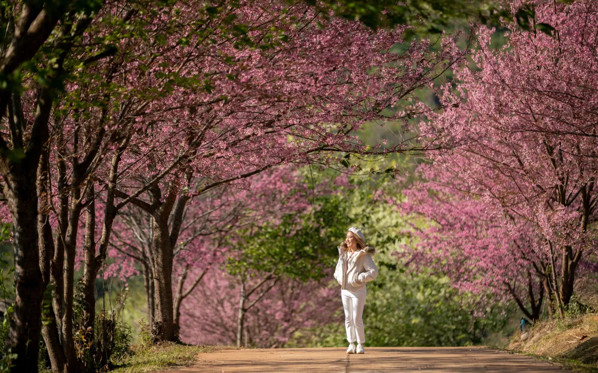 Mùa đông này, hãy trải nghiệm Chiang Mai - thành phố yên bình, hòa mình cùng thiên nhiên- Ảnh 3. Mùa đông này, hãy trải nghiệm Chiang Mai - thành phố yên bình, hòa mình cùng thiên nhiên- Ảnh 3.