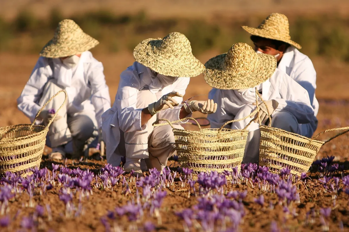 Mùa thu hoạch saffron - "vàng đỏ" ở Abruzzo - Ảnh 5.