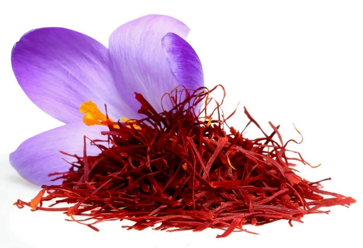 Mùa thu hoạch saffron - "vàng đỏ" ở Abruzzo - Ảnh 1.
