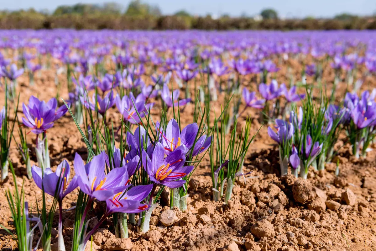 Mùa thu hoạch saffron - "vàng đỏ" ở Abruzzo - Ảnh 4.