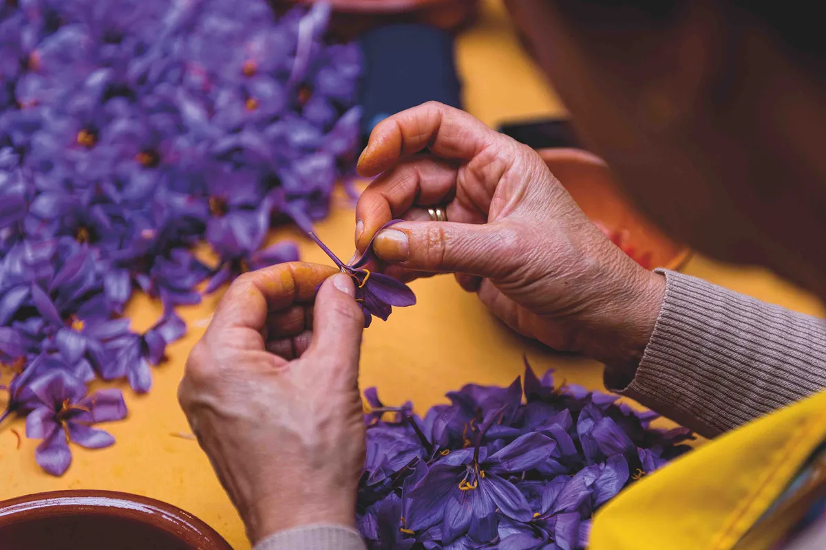 Mùa thu hoạch saffron - "vàng đỏ" ở Abruzzo - Ảnh 2.