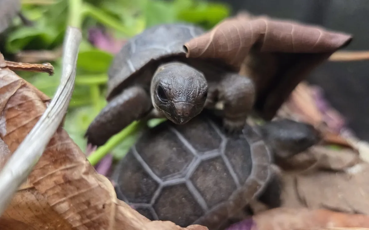 Rùa cạn khổng lồ Aldabra non được ấp nở từ 18 quả trứng lấy trong cùng một tổ tại đảo Cousin, Seychelles (Ảnh: Nature Seychelles) Rùa cạn khổng lồ Aldabra non được ấp nở từ 18 quả trứng lấy trong cùng một tổ tại đảo Cousin, Seychelles (Ảnh: Nature Seychelles)
