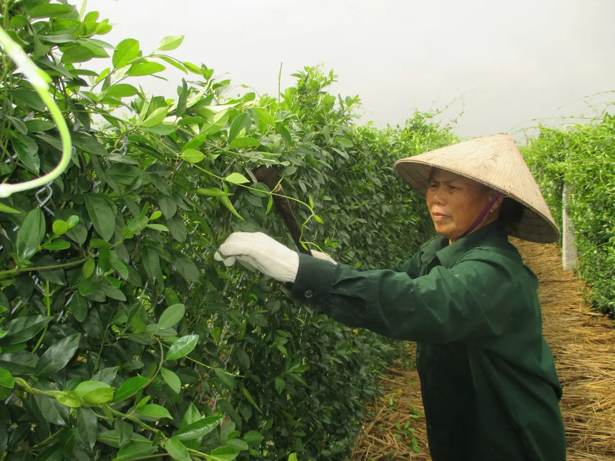 Dây thìa canh Diabetna: Gieo trồng chuẩn hóa, gặt giá trị bền vững- Ảnh 2.