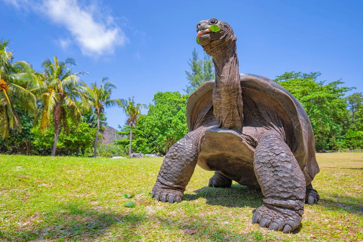 Rùa cạn khổng lồ non phát triển khỏe mạnh ở Seychelles nhờ ấp nở nhân tạo- Ảnh 2. Rùa cạn khổng lồ non phát triển khỏe mạnh ở Seychelles nhờ ấp nở nhân tạo- Ảnh 2.
