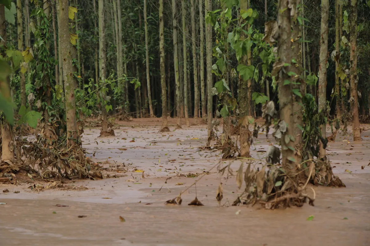 Thái Nguyên: Vỡ hồ bùn thải nhà máy luyện kim, bùn xám đặc quánh bủa vây khu dân cư, bốc mùi nồng nặc - Ảnh 2.