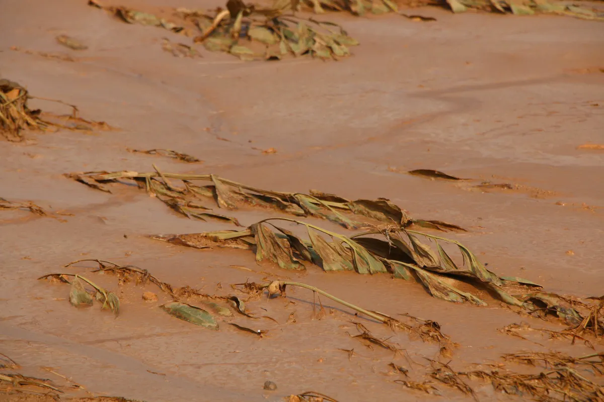 Thái Nguyên: Vỡ hồ bùn thải nhà máy luyện kim, bùn xám đặc quánh bủa vây khu dân cư, bốc mùi nồng nặc - Ảnh 3.