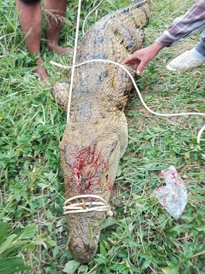Bắt con cá sấu dài 2,6 m tấn công nam thanh niên ở Khánh Hòa - Ảnh 1.
