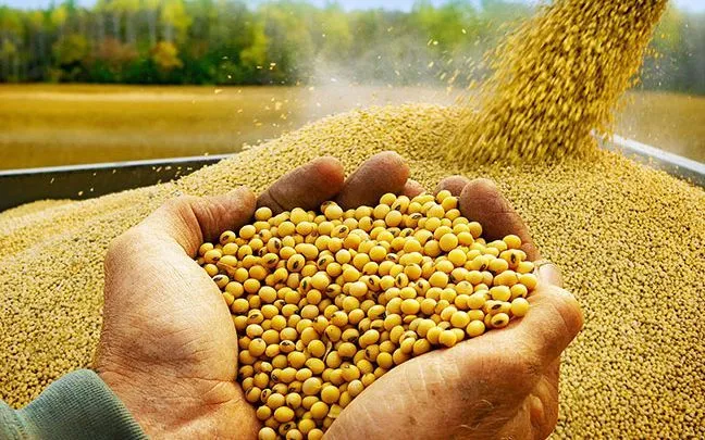 Nông dân Mỹ gặp khó do biến động thương mại Mỹ - Trung Nông dân Mỹ gặp khó do biến động thương mại Mỹ - Trung