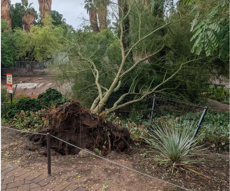 Bão mạnh khiến hàng trăm người phải di dời ở bang Arizona (Mỹ) - Ảnh 2. Bão mạnh khiến hàng trăm người phải di dời ở bang Arizona (Mỹ) - Ảnh 2.