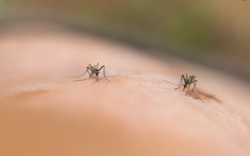 New York (Mỹ) xác nhận trường hợp nhiễm virus Chikungunya đầu tiên - Ảnh 1. New York (Mỹ) xác nhận trường hợp nhiễm virus Chikungunya đầu tiên - Ảnh 1.