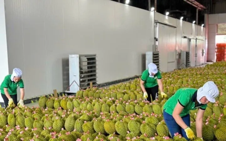 Xuất khẩu sầu riêng tăng trưởng ấn tượng Xuất khẩu sầu riêng tăng trưởng ấn tượng
