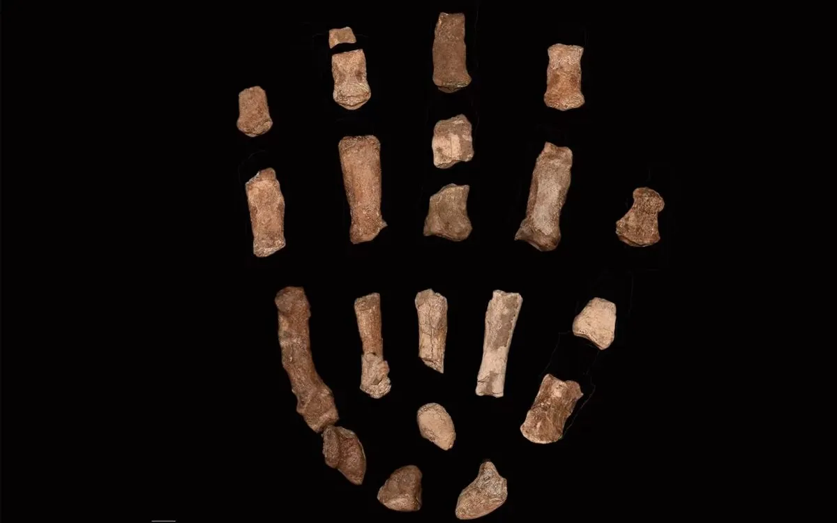 Hóa thạch bàn tay của Paranthropus boisei cho thấy khả năng cầm nắm với đặc điểm xương ngón giống khỉ đột (Ảnh: Louise Leakey) Hóa thạch bàn tay của Paranthropus boisei cho thấy khả năng cầm nắm với đặc điểm xương ngón giống khỉ đột (Ảnh: Louise Leakey)
