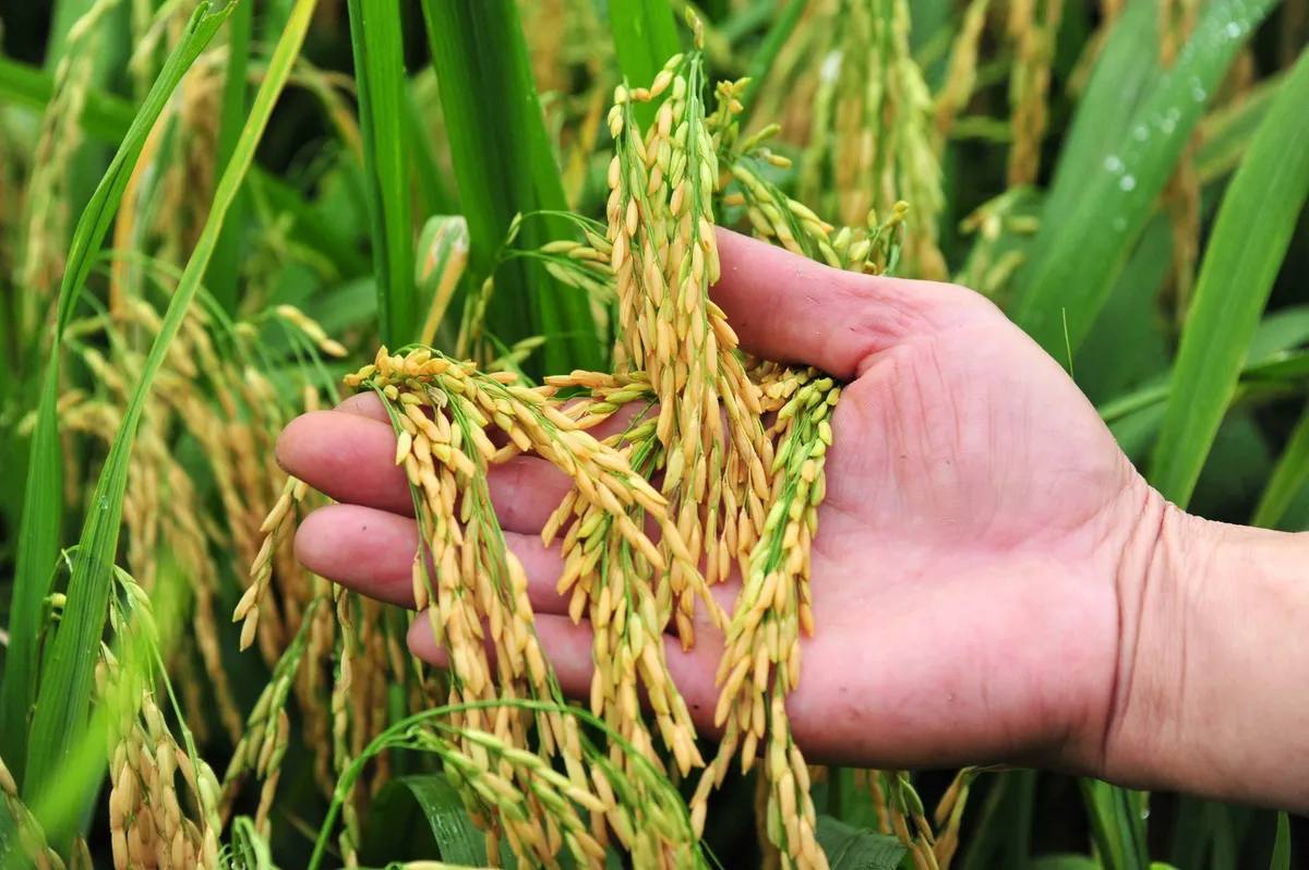 “Planetary Health Diet”: Bữa ăn cho cả người và hành tinh - Ảnh 3.