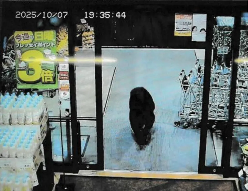 Gấu bị bắn hạ ở th&agrave;nh phố Sendai (Nhật Bản)- Ảnh 1.