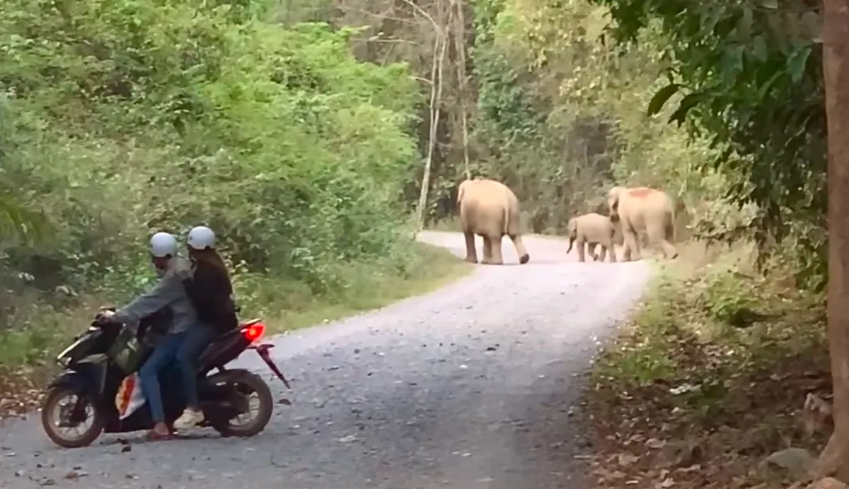 Đồng Nai nghiên cứu mở tour du lịch xem voi hoang dã- Ảnh 1. Đồng Nai nghiên cứu mở tour du lịch xem voi hoang dã- Ảnh 1.