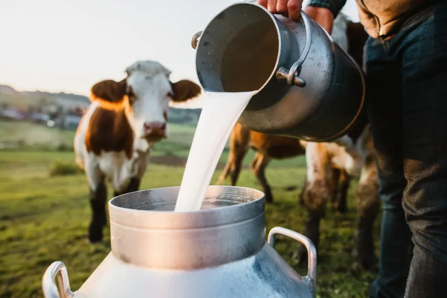 Nguy cơ từ tr&agrave;o lưu uống sữa tươi chưa tiệt tr&ugrave;ng  - Ảnh 1.