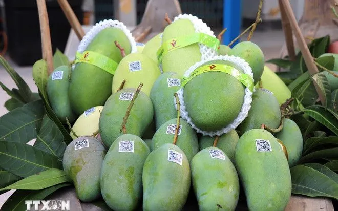 Nông dân phấn khởi vì xoài được giá Nông dân phấn khởi vì xoài được giá