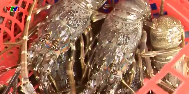 Mùa bão về, người nuôi tôm hùm lo “trắng tay” - Ảnh 1.