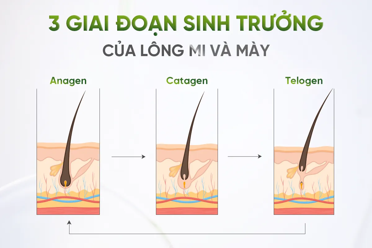 Lời giải khoa học cho hàng mi cong dày, lông mày chắc khỏe theo năm tháng- Ảnh 2. Lời giải khoa học cho hàng mi cong dày, lông mày chắc khỏe theo năm tháng- Ảnh 2.