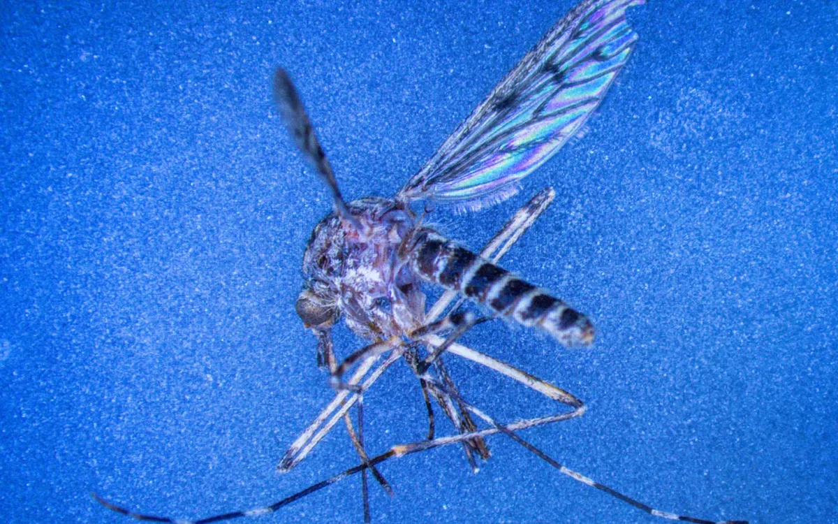 Cá thể muỗi Culiseta annulata (Ảnh: Getty Images) Cá thể muỗi Culiseta annulata (Ảnh: Getty Images)