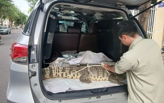 Người dân bắt giữ cá sấu bàn giao cho cơ quan chức năng (Nguồn: NLĐ)