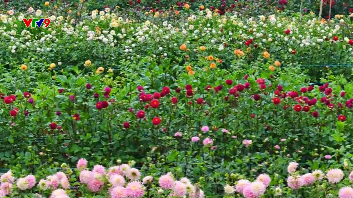 Rực rỡ vườn thược dược khổng lồ ở Măng Đen