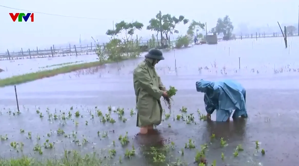 TP Huế tranh thủ thu hoạch rau màu, di dời người dân vùng ngập lụt đến nơi an toàn - Ảnh 1.