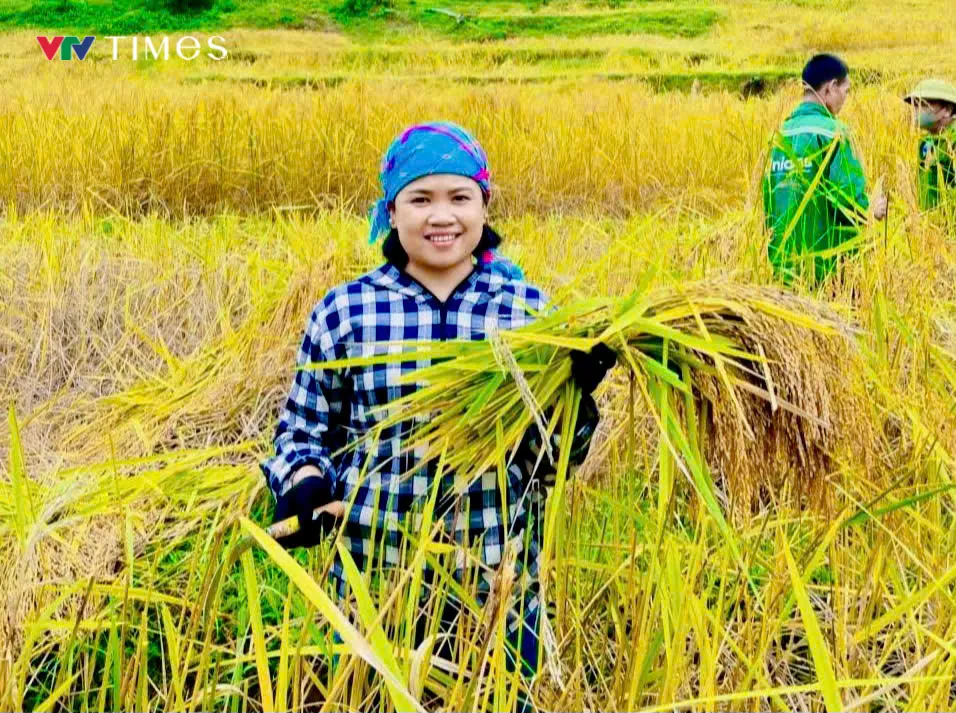 Người dân Quang Chiểu bước vào thu hoạch, đảm bảo năng suất vụ mùa 2025 - Ảnh 2.