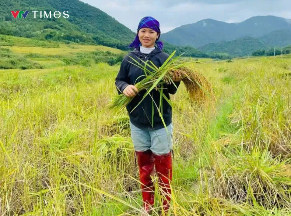 Người dân Quang Chiểu bước vào thu hoạch, đảm bảo năng suất vụ mùa 2025 - Ảnh 5.