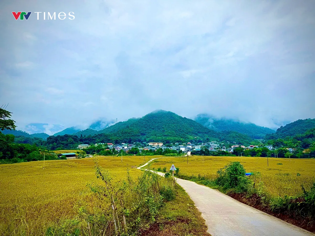 Người dân Quang Chiểu bước vào thu hoạch, đảm bảo năng suất vụ mùa 2025 - Ảnh 1.