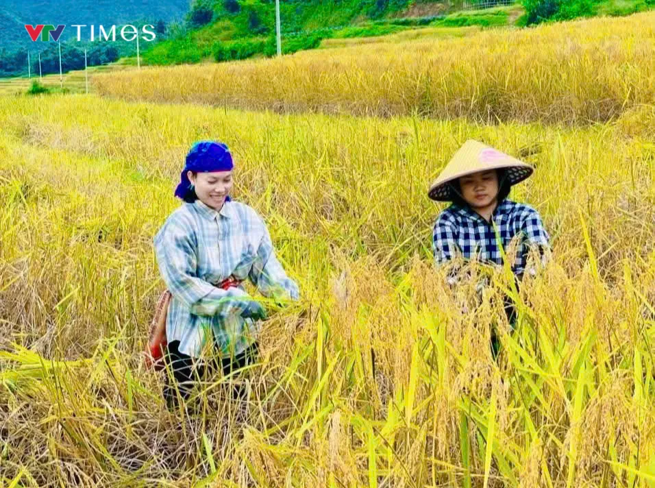 Người dân Quang Chiểu bước vào thu hoạch, đảm bảo năng suất vụ mùa 2025 - Ảnh 4.