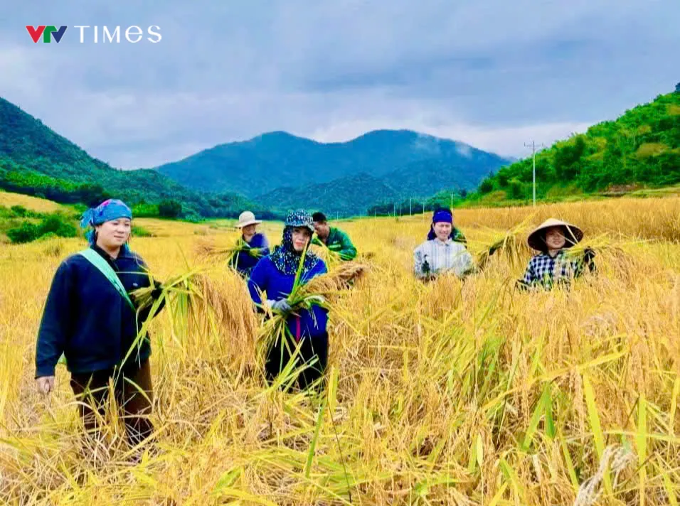 Người dân Quang Chiểu bước vào thu hoạch, đảm bảo năng suất vụ mùa 2025 - Ảnh 3.