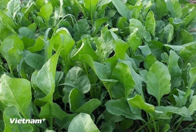 Những loại rau củ tốt và không tốt cho người bệnh sỏi thận- Ảnh 2. Những loại rau củ tốt và không tốt cho người bệnh sỏi thận- Ảnh 2.