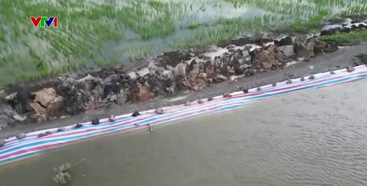 Nguy cơ tiếp tục vỡ đê tại Đồng Tháp - Ảnh 1.