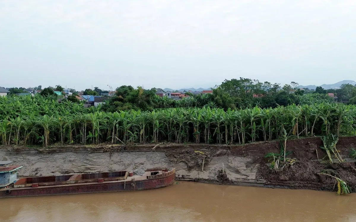 Tại xã Tam Nông, đoạn sạt lở từ K71+300 - K72+300 (thuộc khu dân cư số 9, 10 Hương Nộn) kéo dài khoảng 1.000m ảnh hưởng đến trên 500 hộ dân sinh sống ngoài đê.