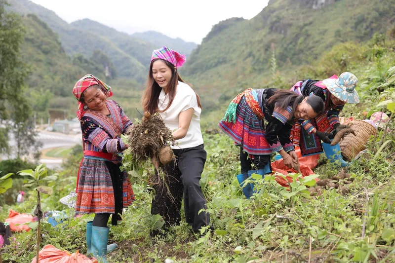 300 tấn khoai sâm đất được tiêu thụ qua TikTok Shop sau 2 tháng - Ảnh 3.