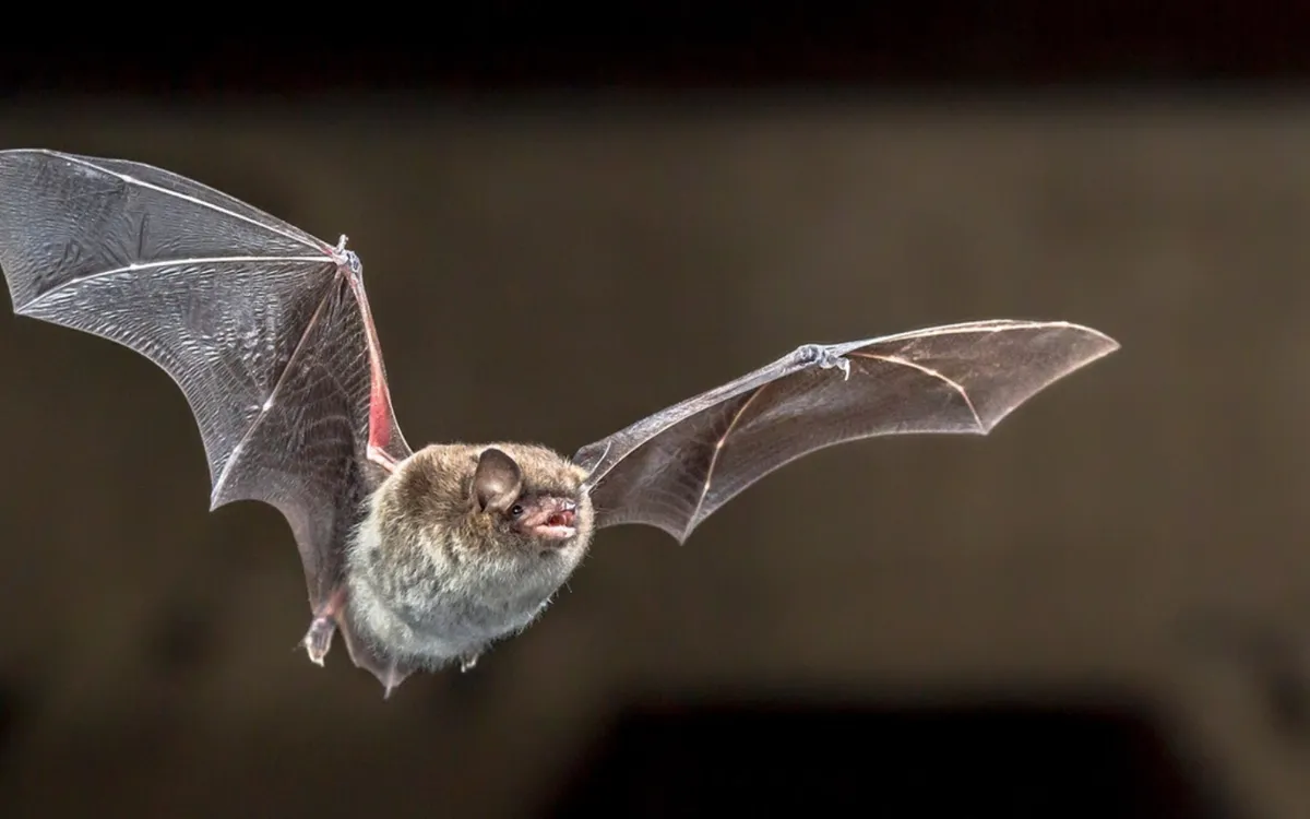 (Ảnh minh họa: Baku)