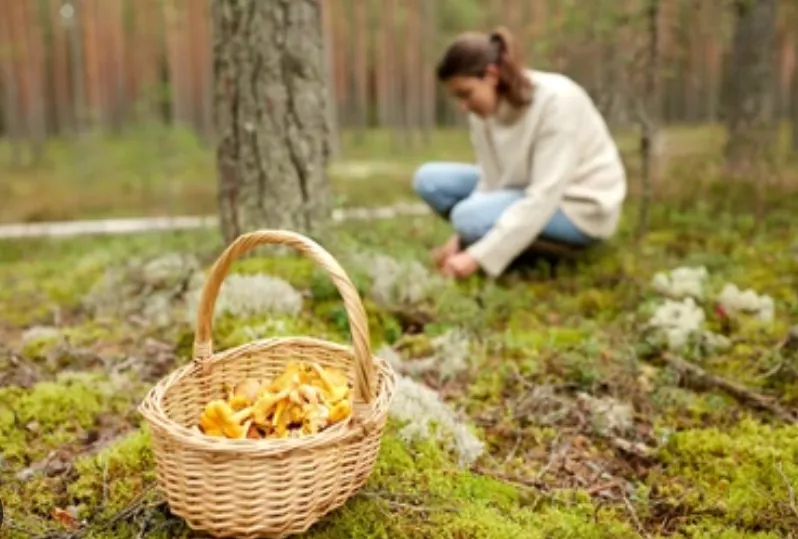 Xu hướng đi hái nấm giảm căng thẳng- Ảnh 1.