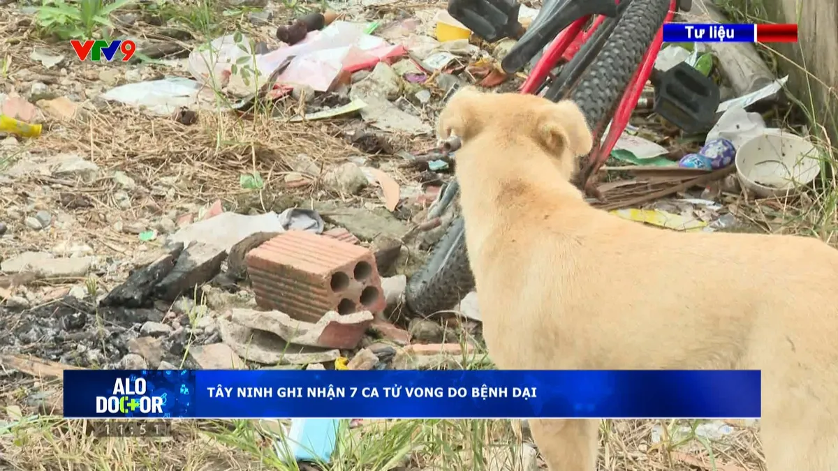 Alo Doctor (30/10/2025): Tây Ninh ghi nhận 7 ca tử vong do bệnh dại