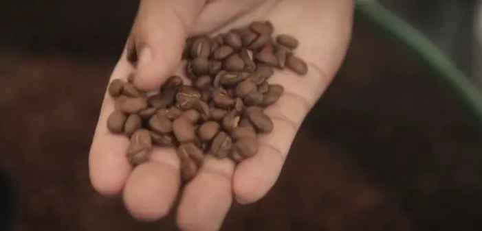 Cà phê chim Jacu - “Viên ngọc quý” giữa bão thuế quan - Ảnh 2.