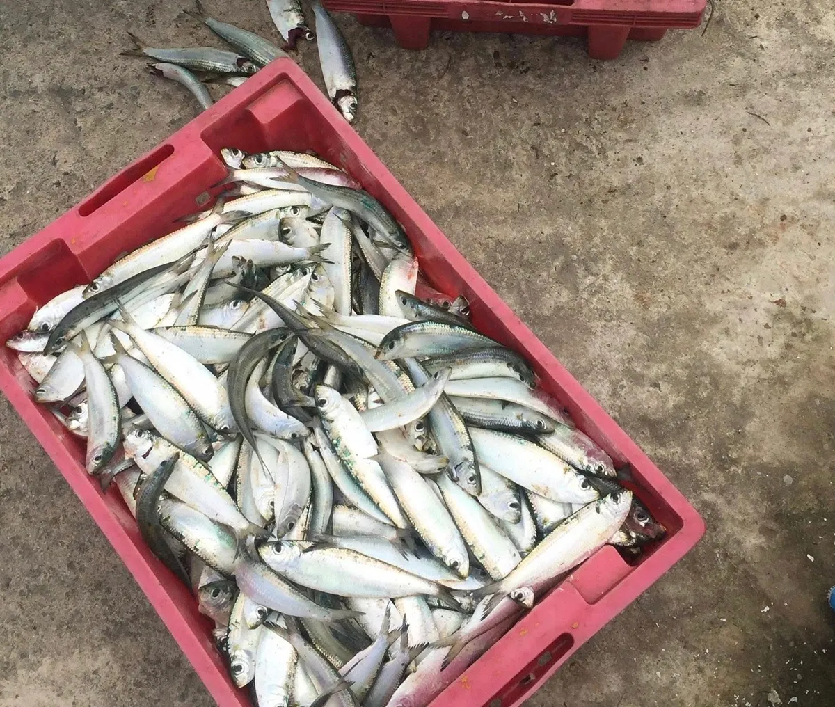 Ngư dân Cù Lao Chàm phấn khởi đón mẻ lưới cá trích đầu mùa sau bão lũ - Ảnh 3.