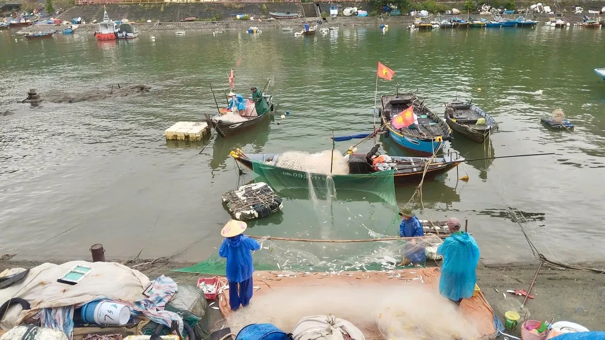Ngư dân Cù Lao Chàm phấn khởi đón mẻ lưới cá trích đầu mùa sau bão lũ - Ảnh 2.