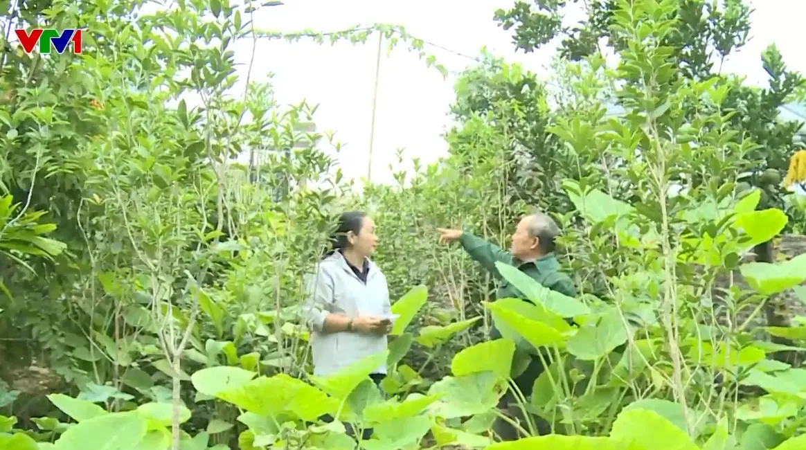 Nhiều diện tích đất có sổ đỏ ở Hà Nội biến thành đất rừng - Ảnh 2.