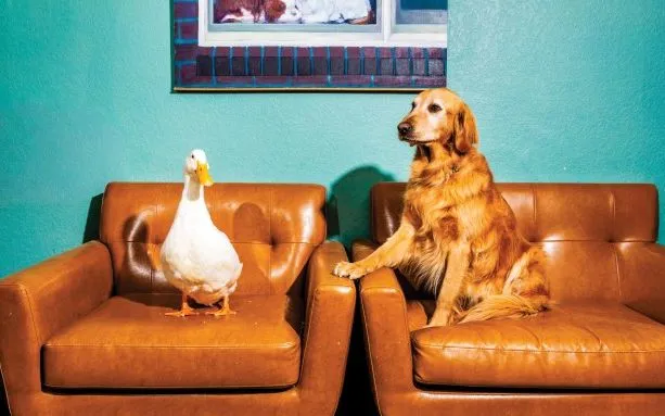 Vịt Bob và chó Parker - hai diễn viên động vật được yêu thích (Ảnh: Roger Kisby)