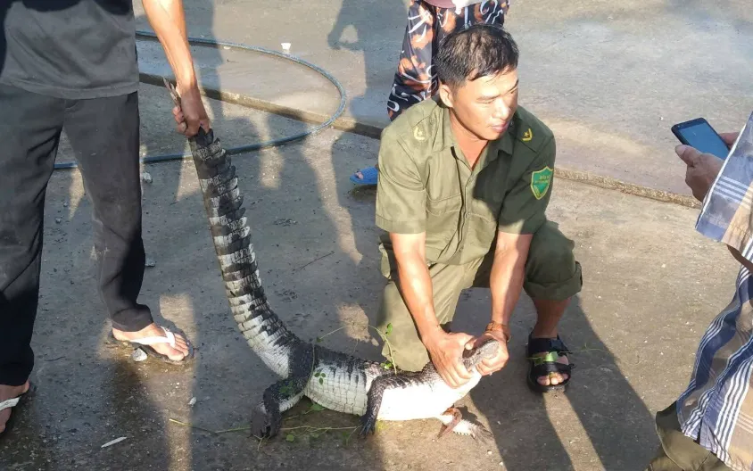 Người dân và lực lượng tham gia bảo vệ an ninh trật tự ở cơ sở phối hợp vây bắt cá thể cá sấu. Ảnh: Công an An Giang