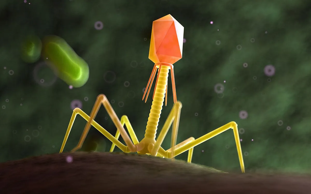 Những loại virus vô hại được gọi là thể thực khuẩn lây nhiễm và tiêu diệt vi khuẩn, biến chúng thành những chất kháng khuẩn mạnh mẽ, loại bỏ vi khuẩn gây ngộ độc thực phẩm (Ảnh: SCIEPRO)