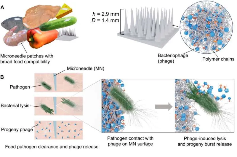 Phát triển thành công miếng dán chứa virus diệt tới 99,9% vi khuẩn gây bệnh trong thực phẩm - Ảnh 1.